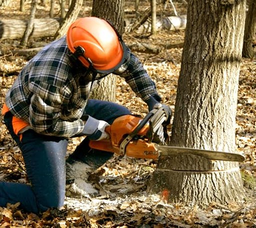 Tree Removal in Rockland, ME